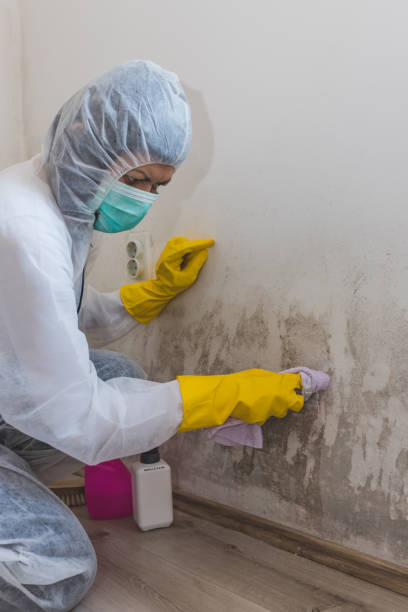 Best Comprehensive Air Testing for Mold Contaminants  in Albert Lea, MN